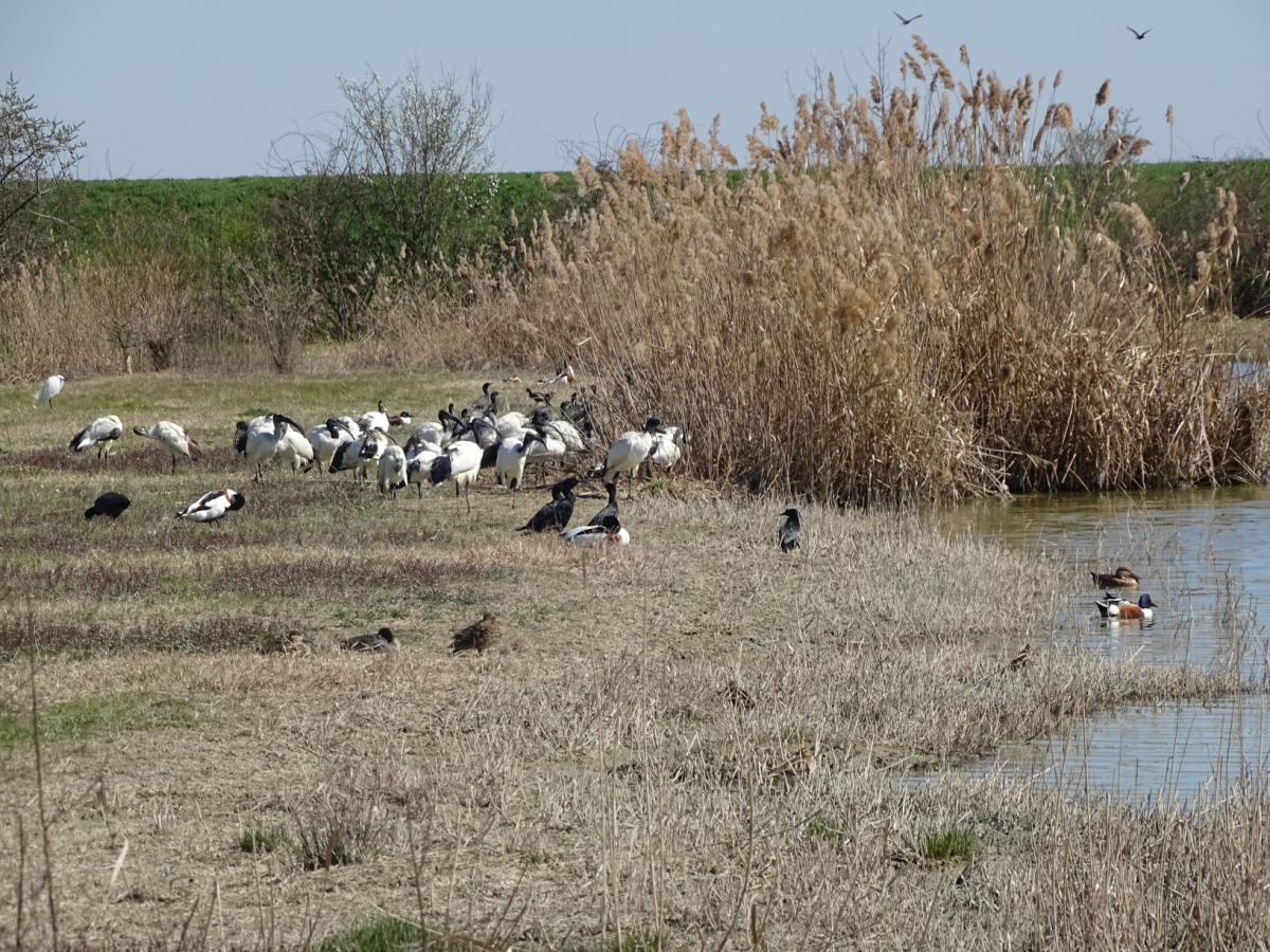 Avifauna